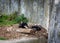 A young, lazyÂ himalayan black bear (Ursus thibetanus) lying in his lair.